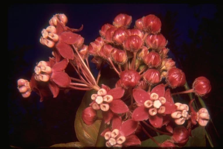 Asclepias 5