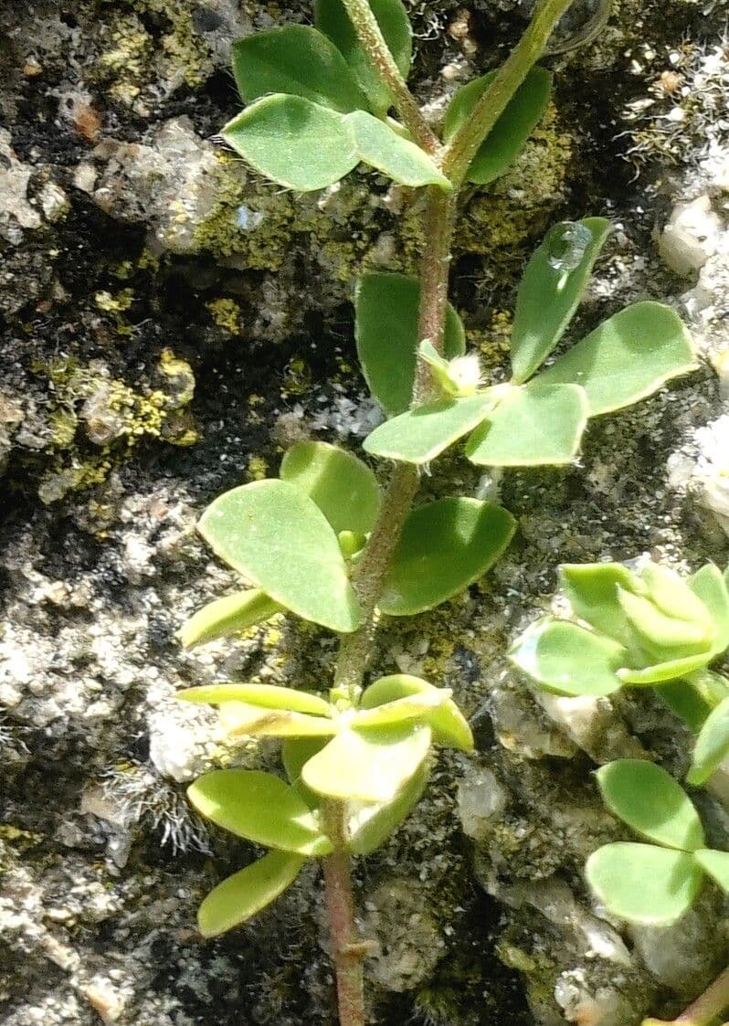 Lotier corniculé 22