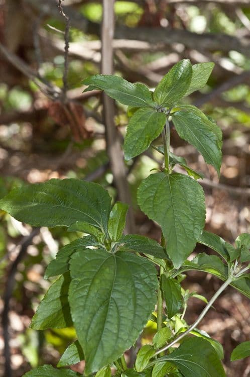 Synedrella nodiflora 10