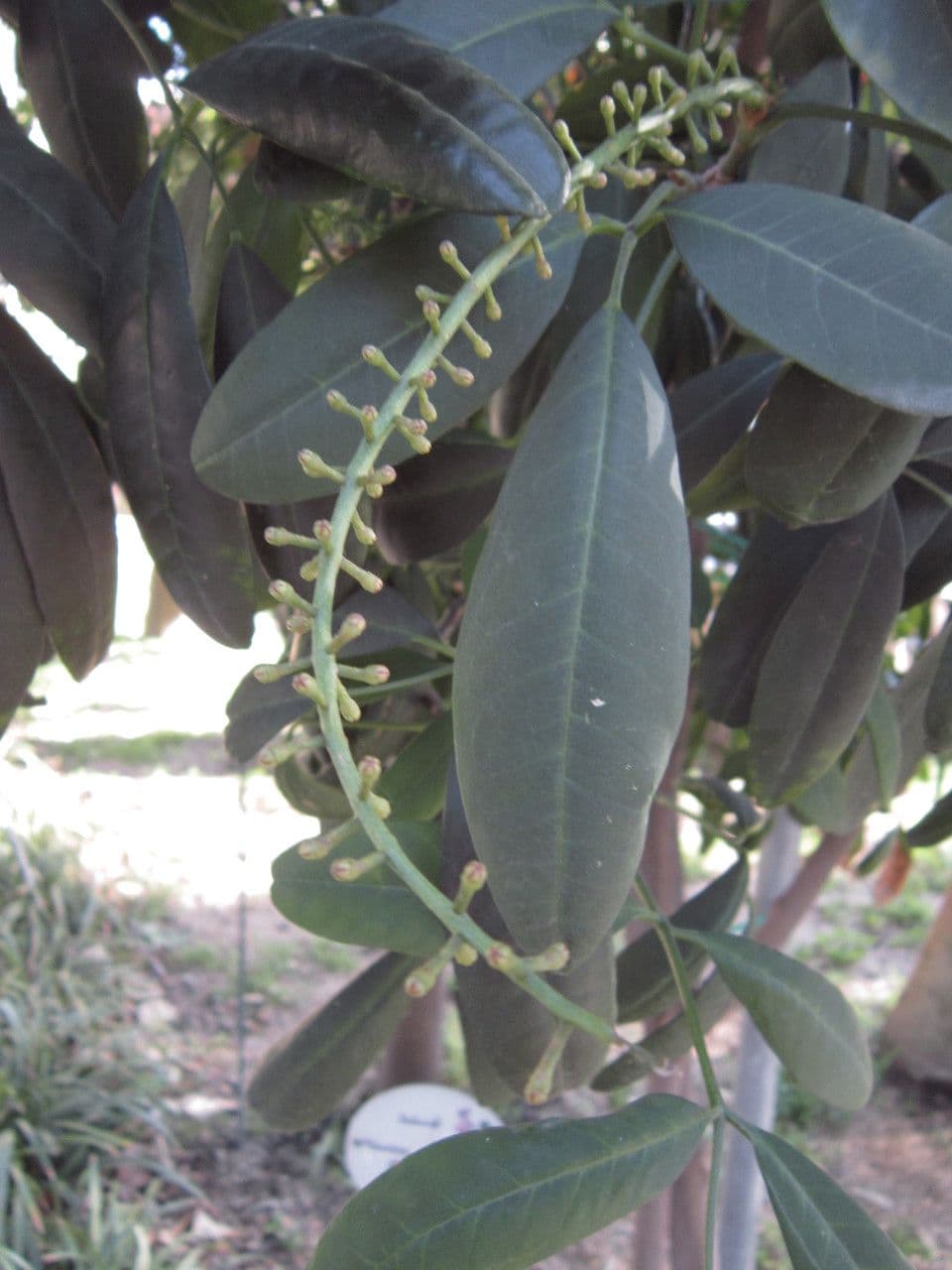 Pilocarpus pernatý 12