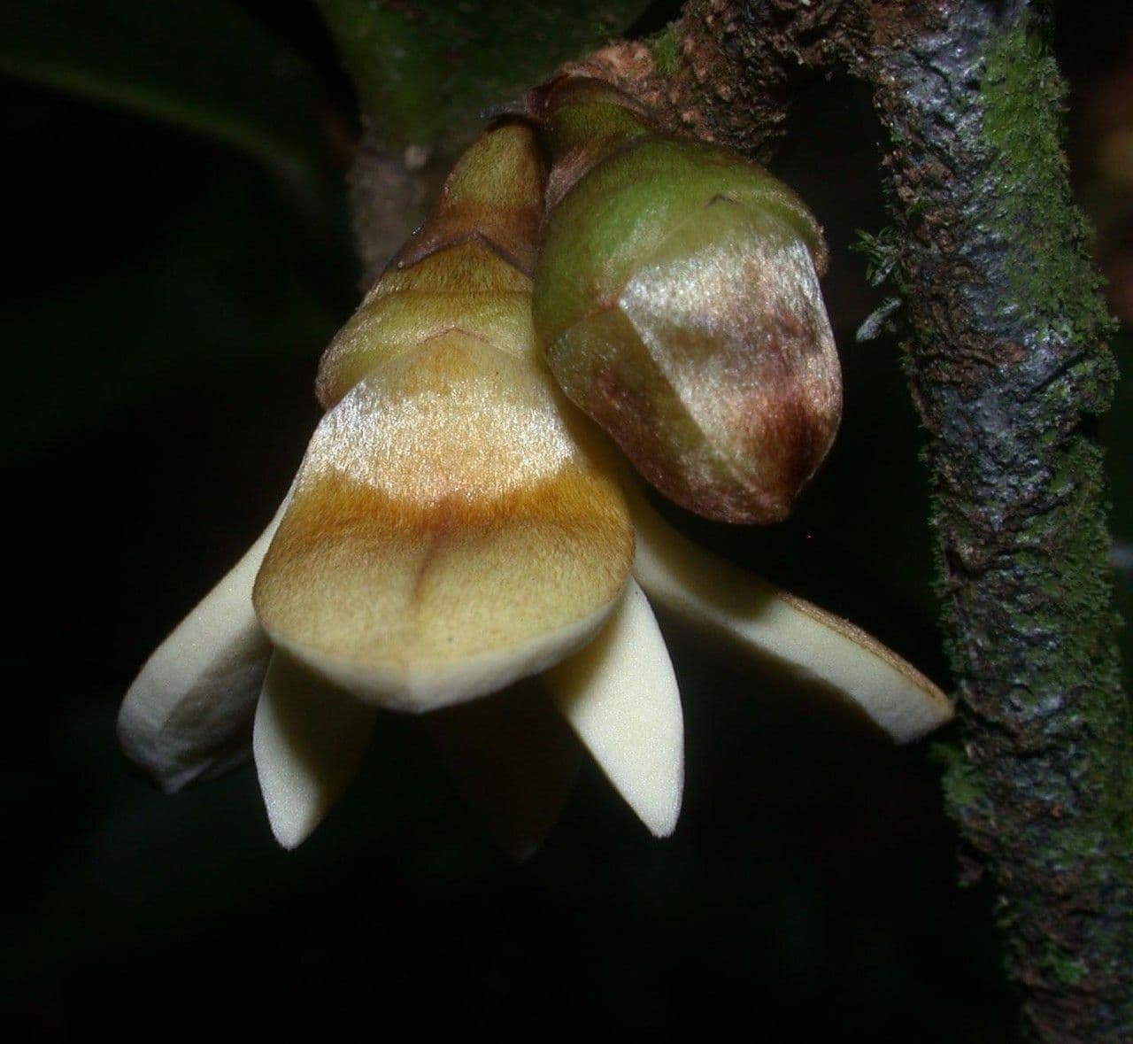 Xylopia