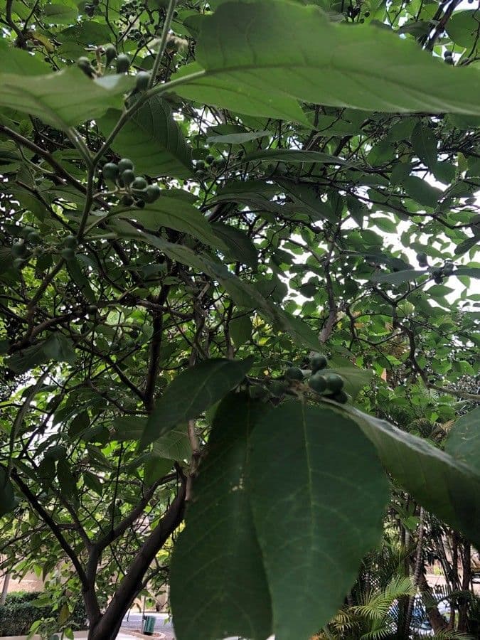 Solanum paniculatum 10