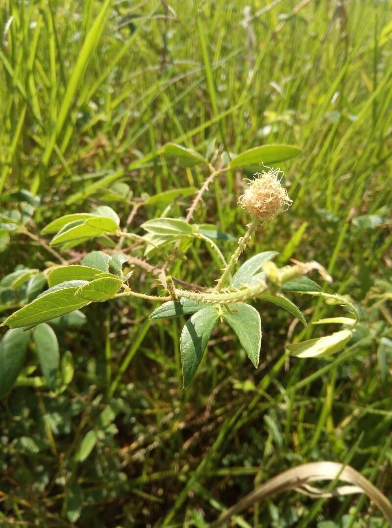Sensitive mimosa