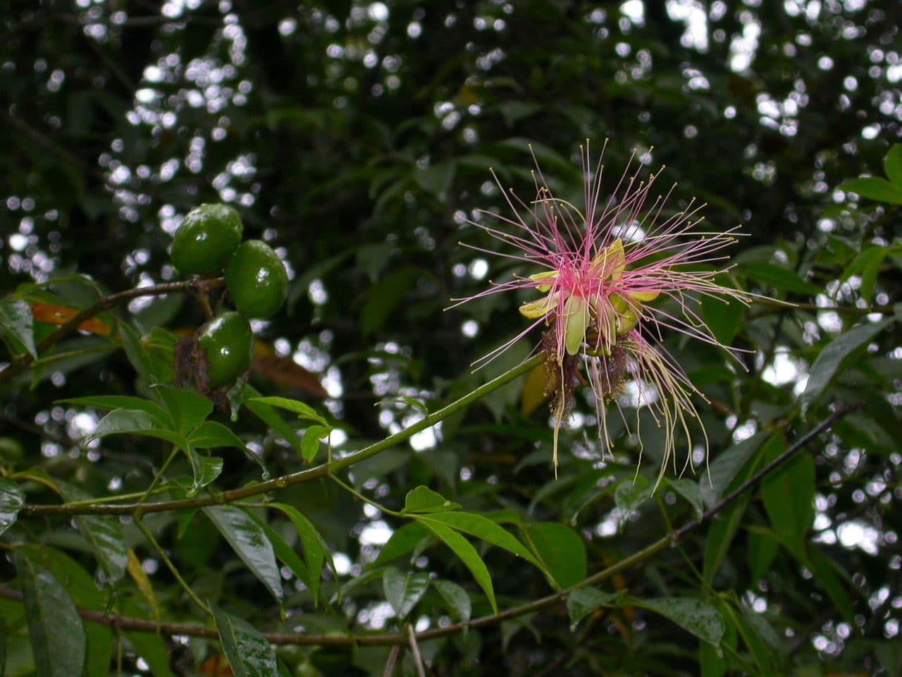Pequi maloplodé