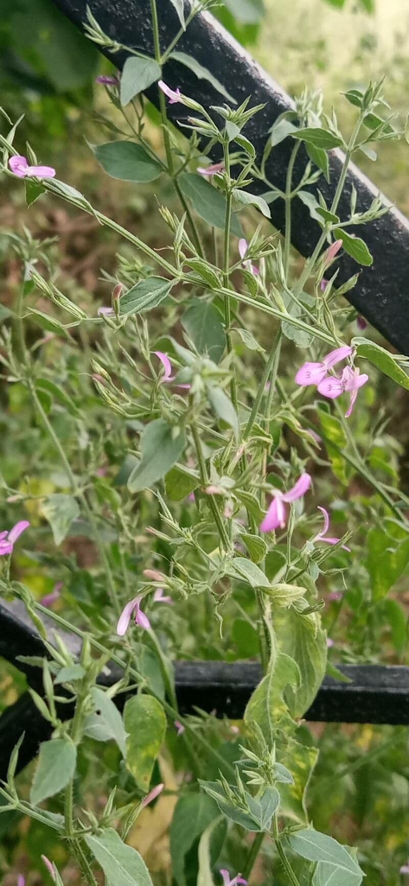 Dicliptera paniculata 5