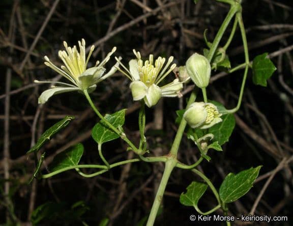 Clematide a pochi fiori 3