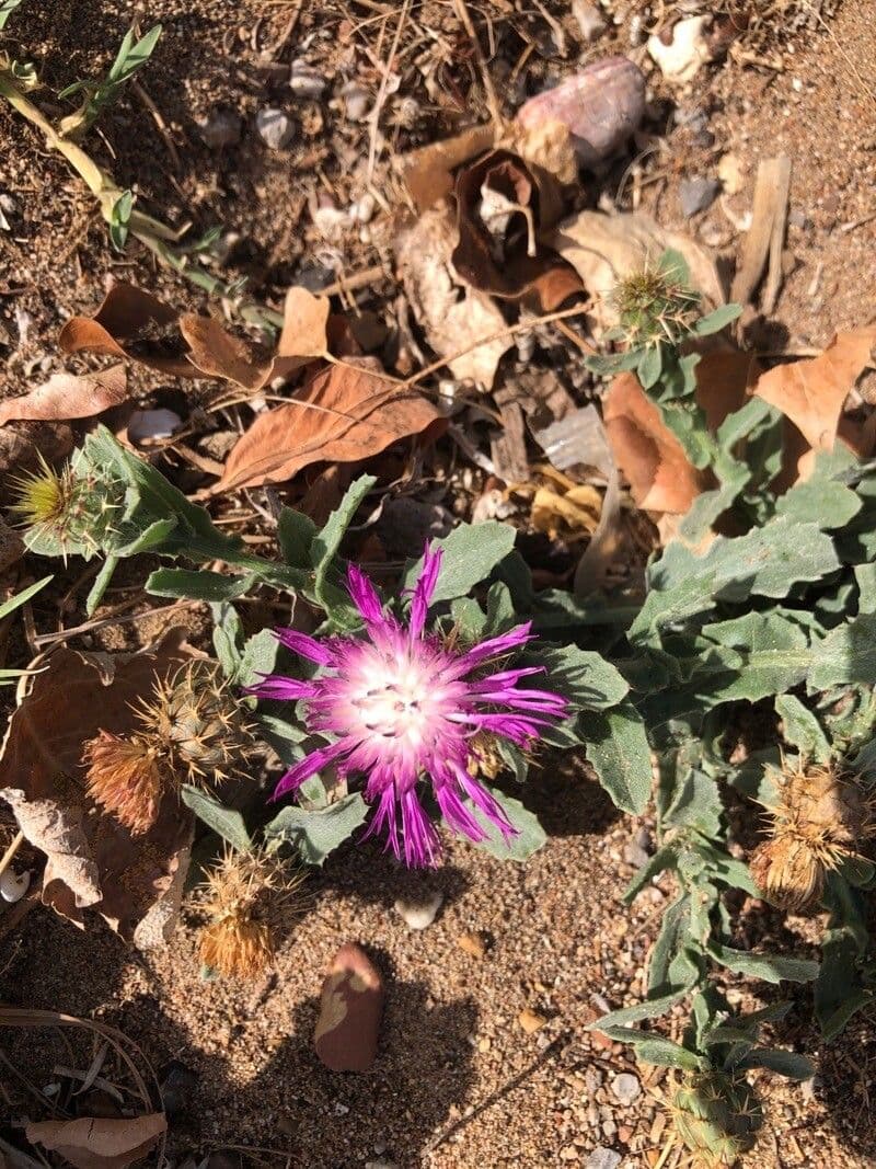 Centaurea 6