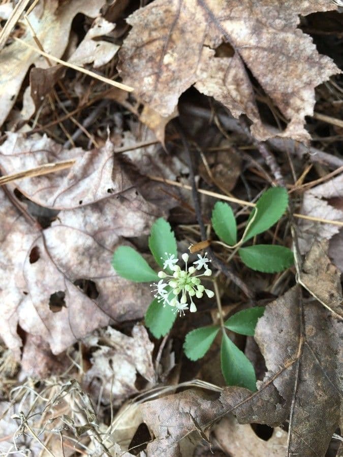 Panax trifolius 4