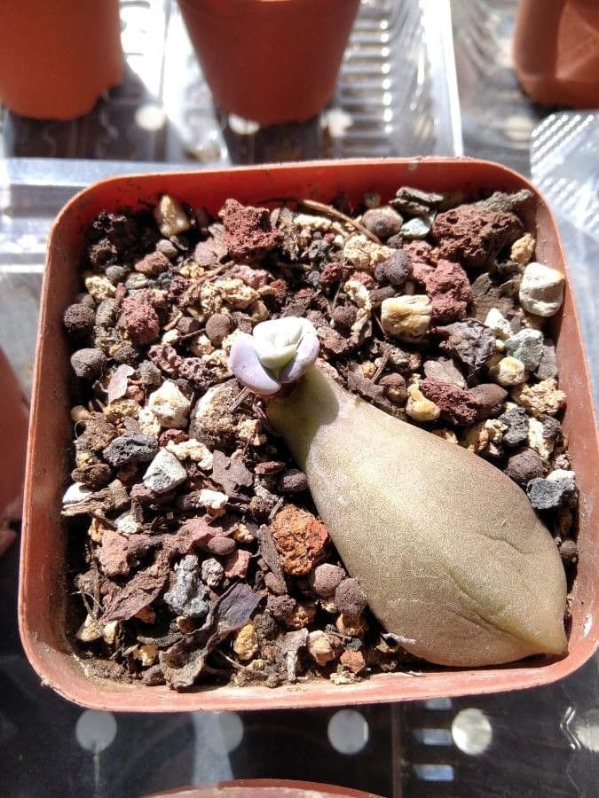 Lapidaria 3