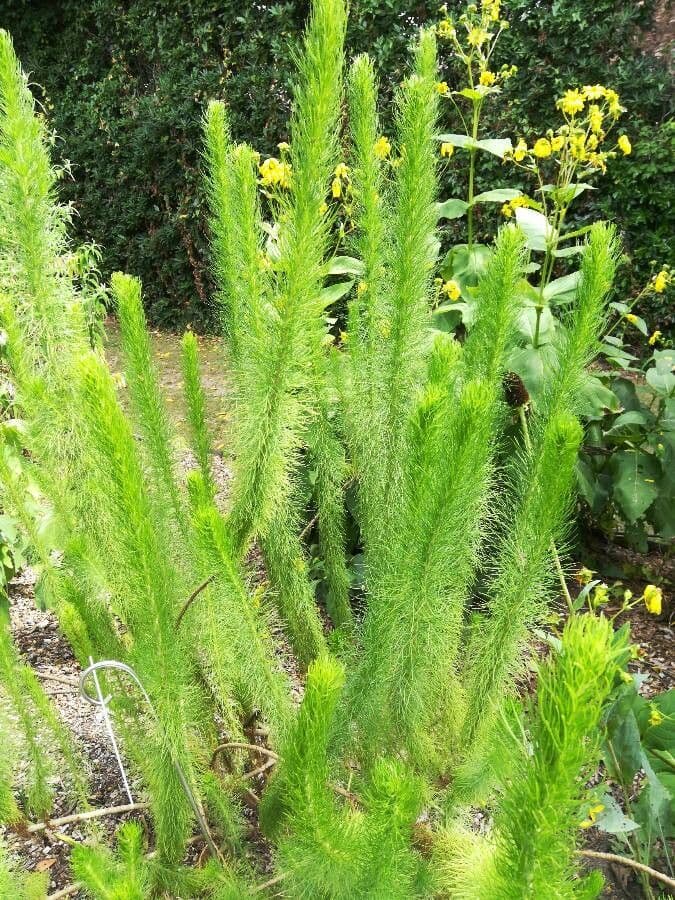 Phymaspermum 8