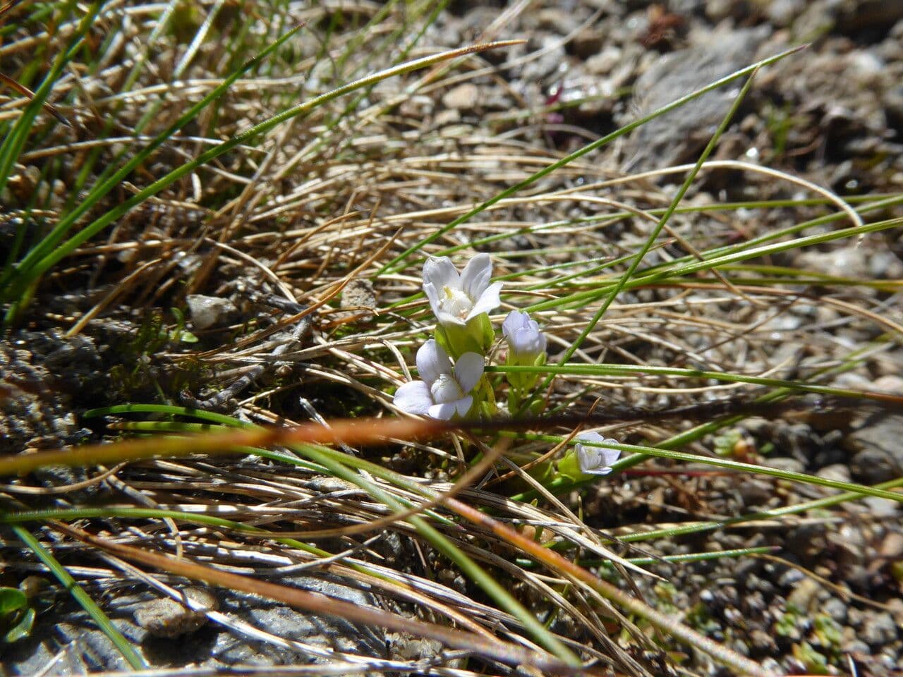Comastoma tenellum 4