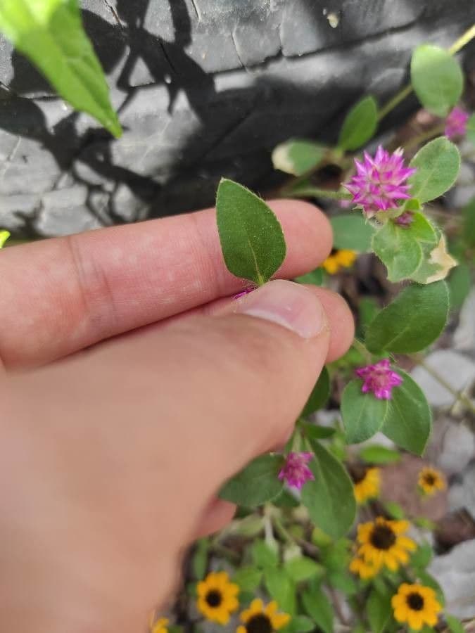 Gomphrena serrata 14