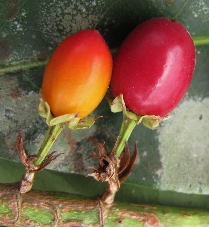 Erythroxylum 3