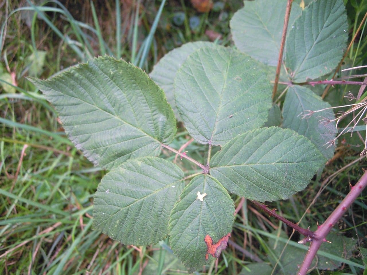 Rovo 3