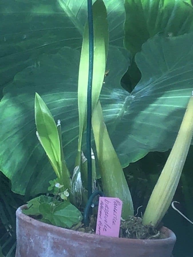 Orchidea Brassavola 3