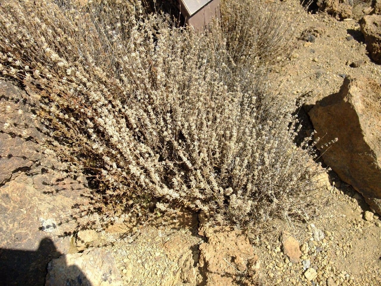 Menta de monte