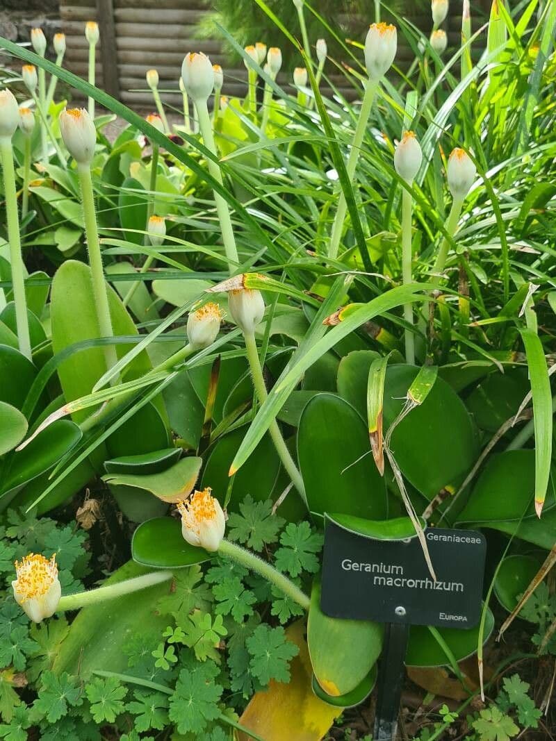 Haemanthus 20