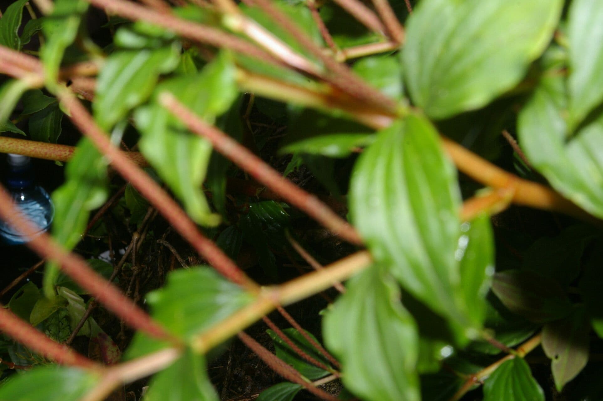 Peperomia 4