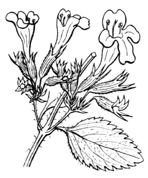 Nepitella maggiore 28