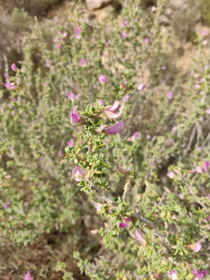Ononide tridentata 19