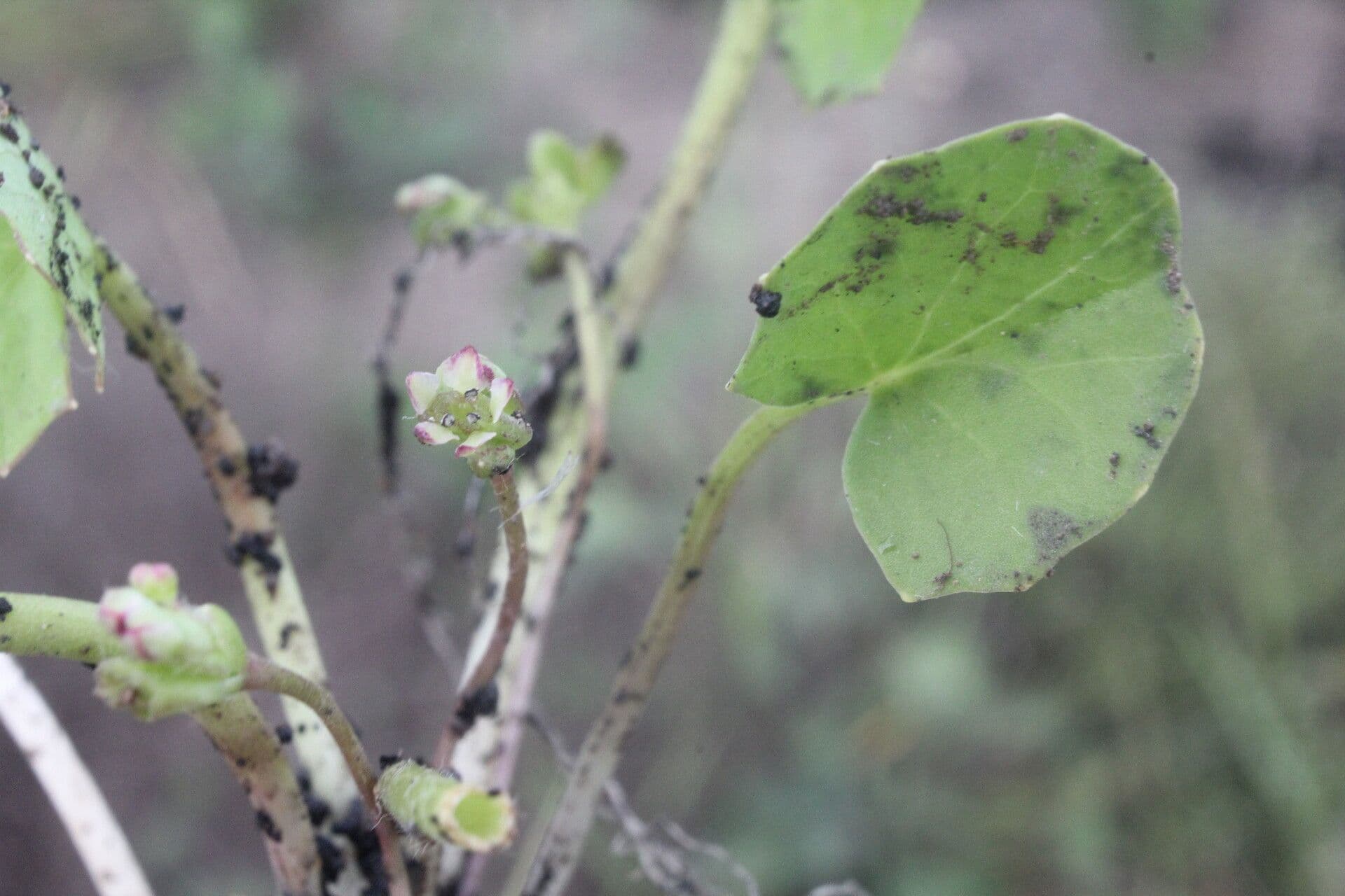 Centella erecta 5