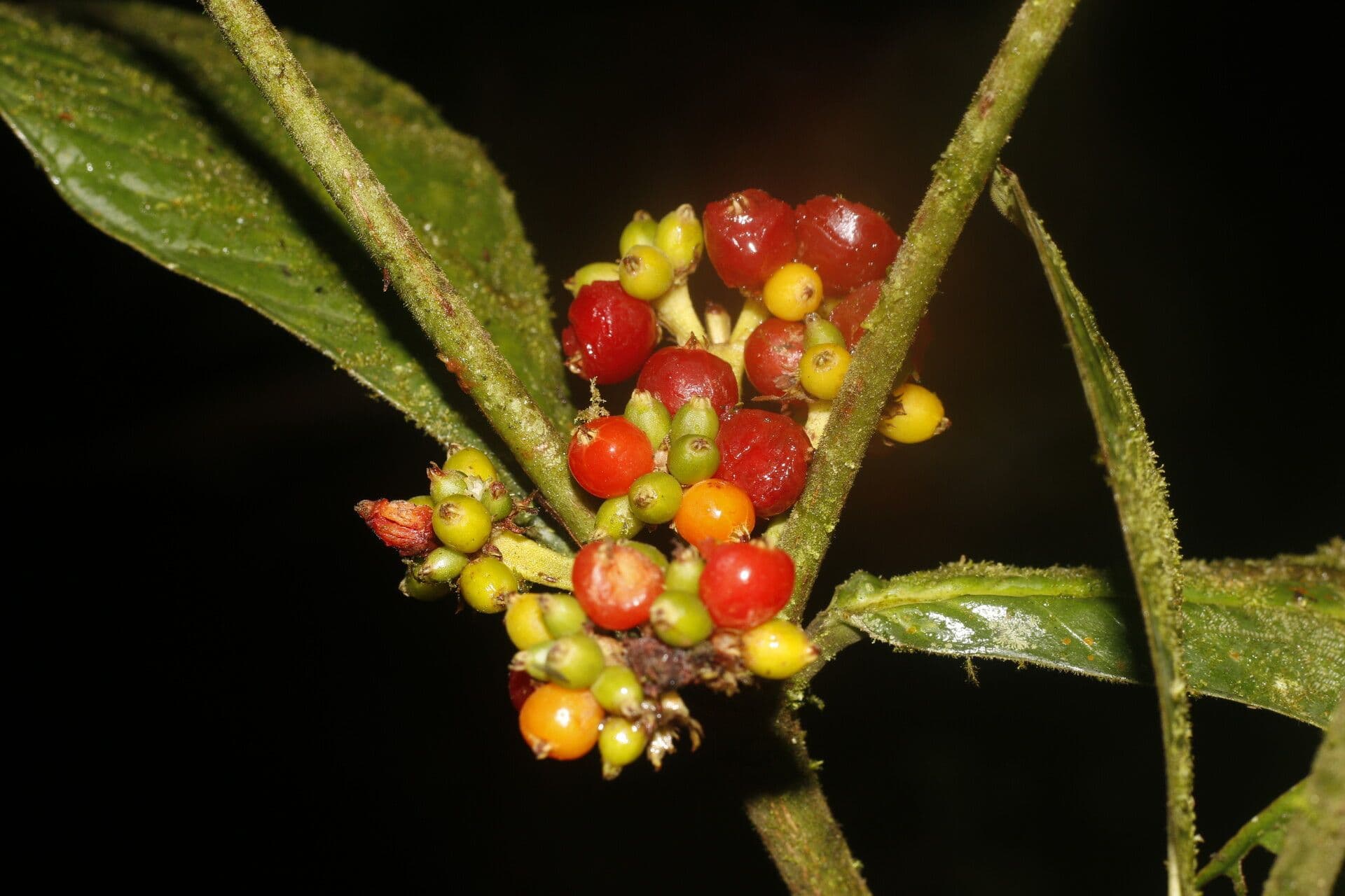 Psychotria