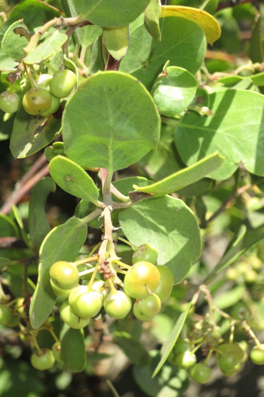 Manzanita 28