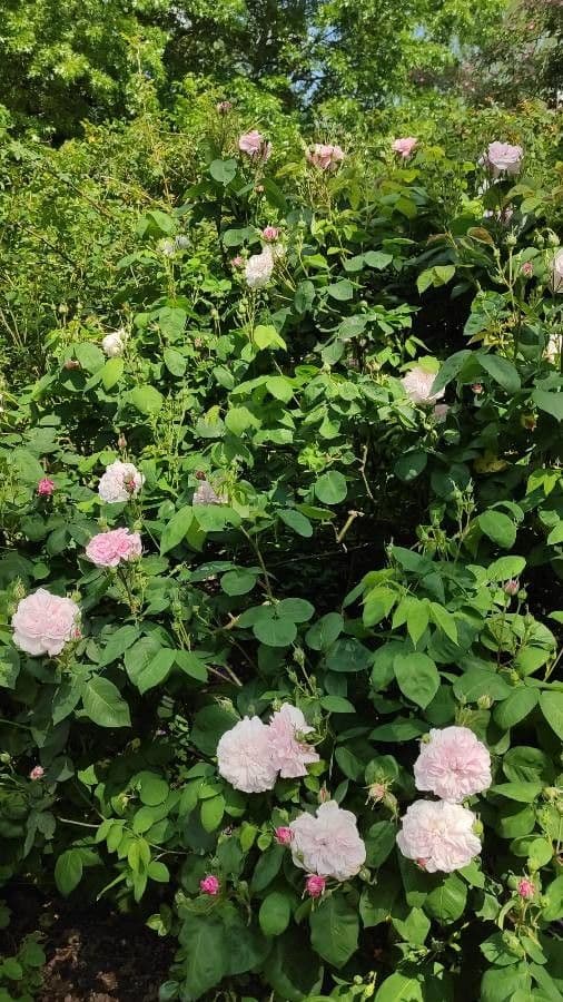 Rosa centifolia 6