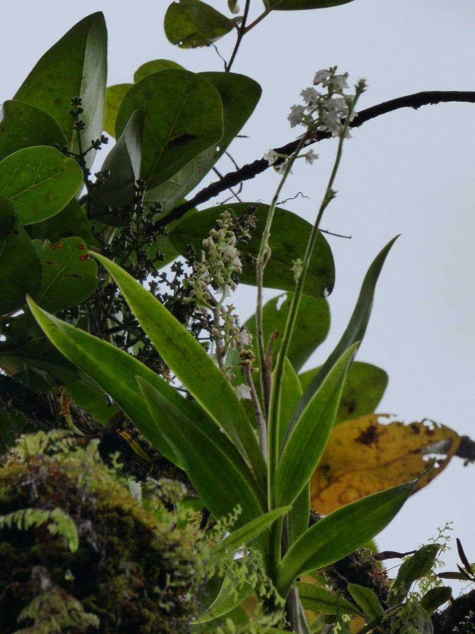 Große Gelbähren-Orchidee 9
