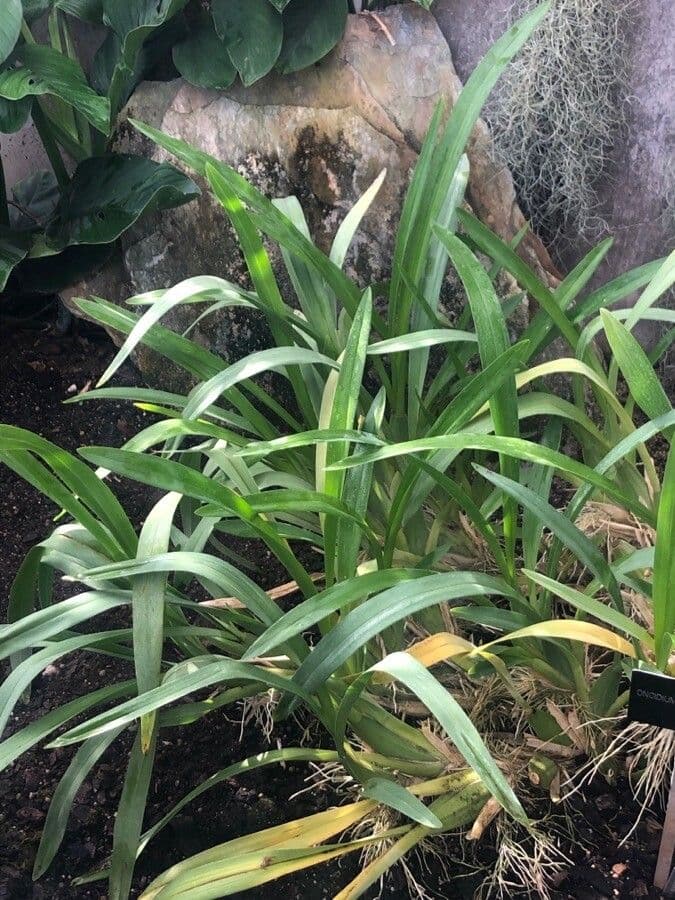 Oncidium sphacelatum 11