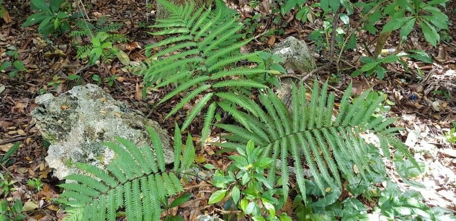 Thelypteris ovata