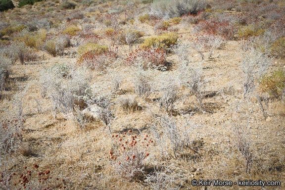 Yucca-Buckwheat 12