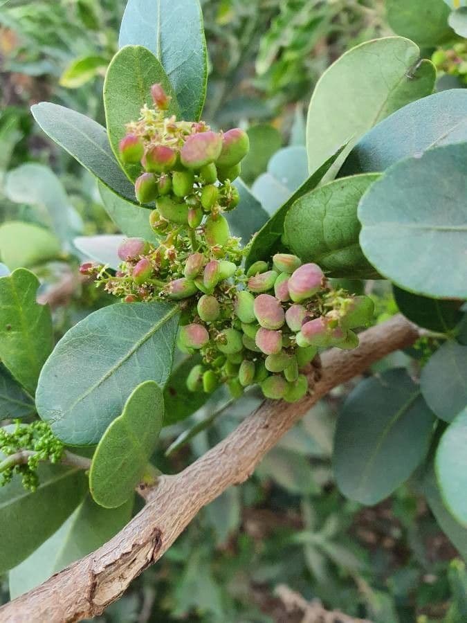 Searsia natalensis 2