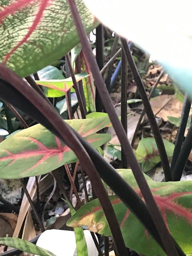 Caladium 18