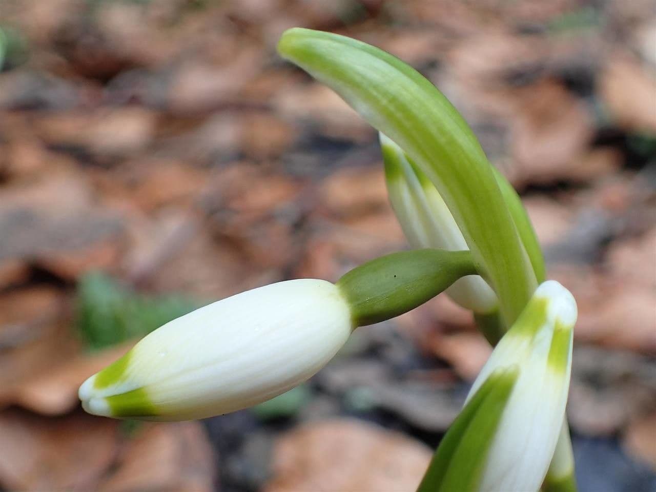 Märzenbecher 5