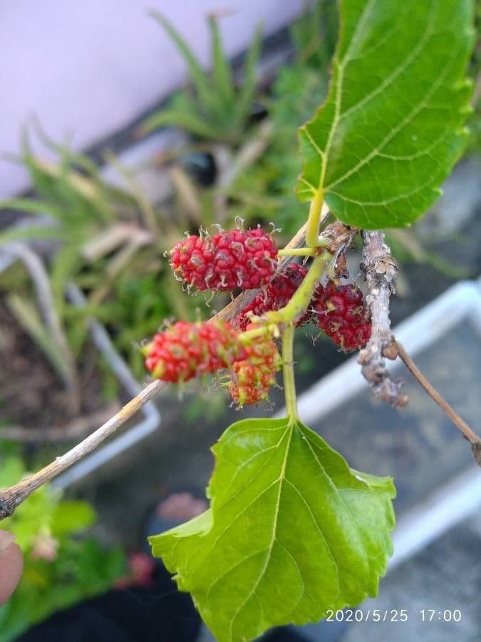 Moro rosso