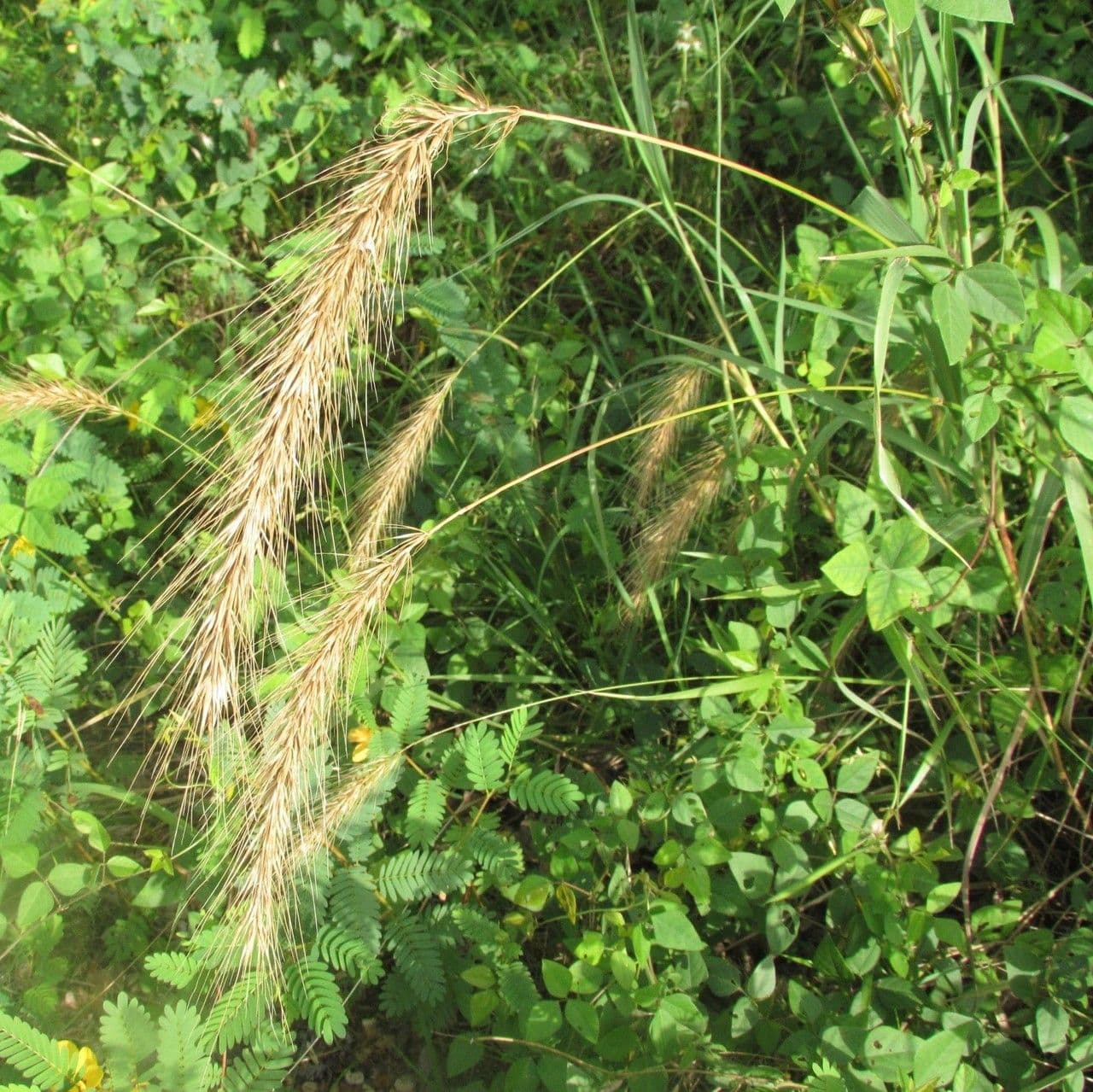 Elymus canadensis 14