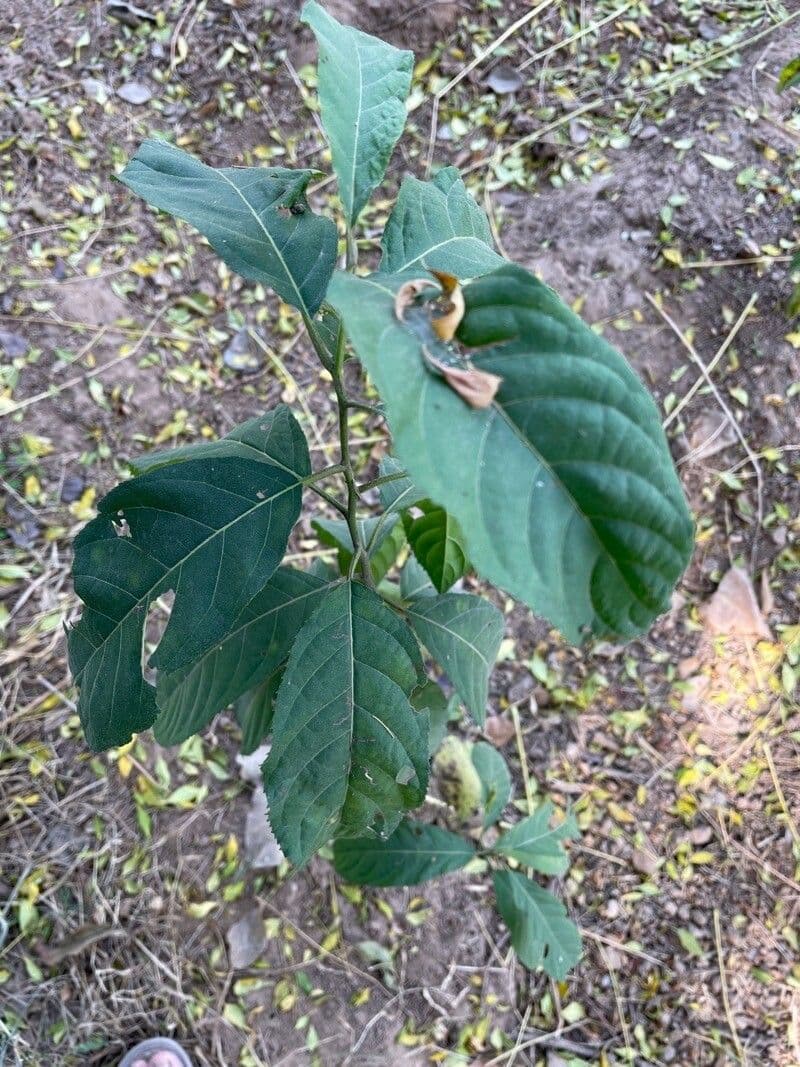 Ehretia acuminata 16