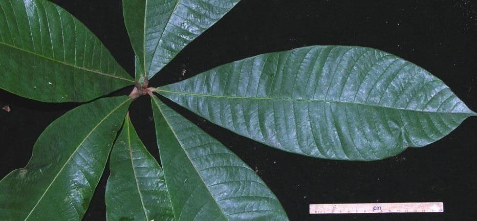 Pouteria bracteada 6