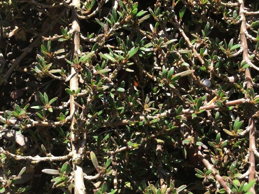 Coprosma de Petrie