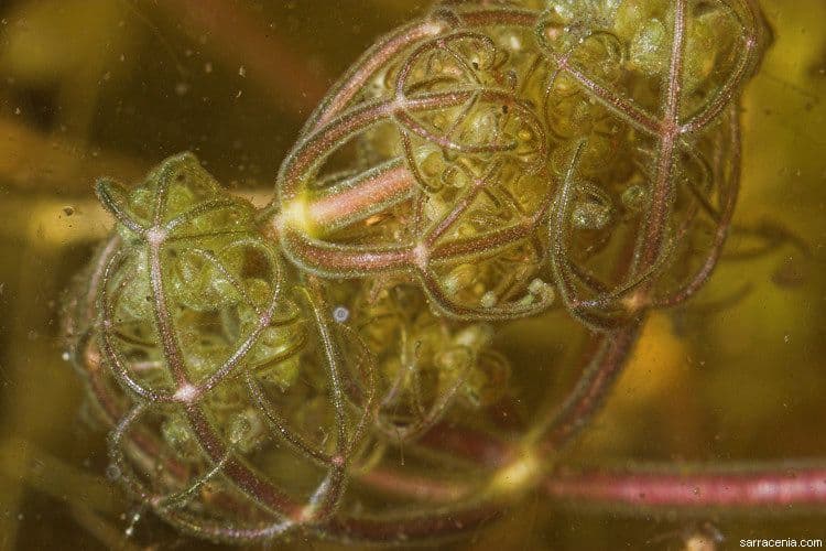 Utricularia purpurea orientale 3