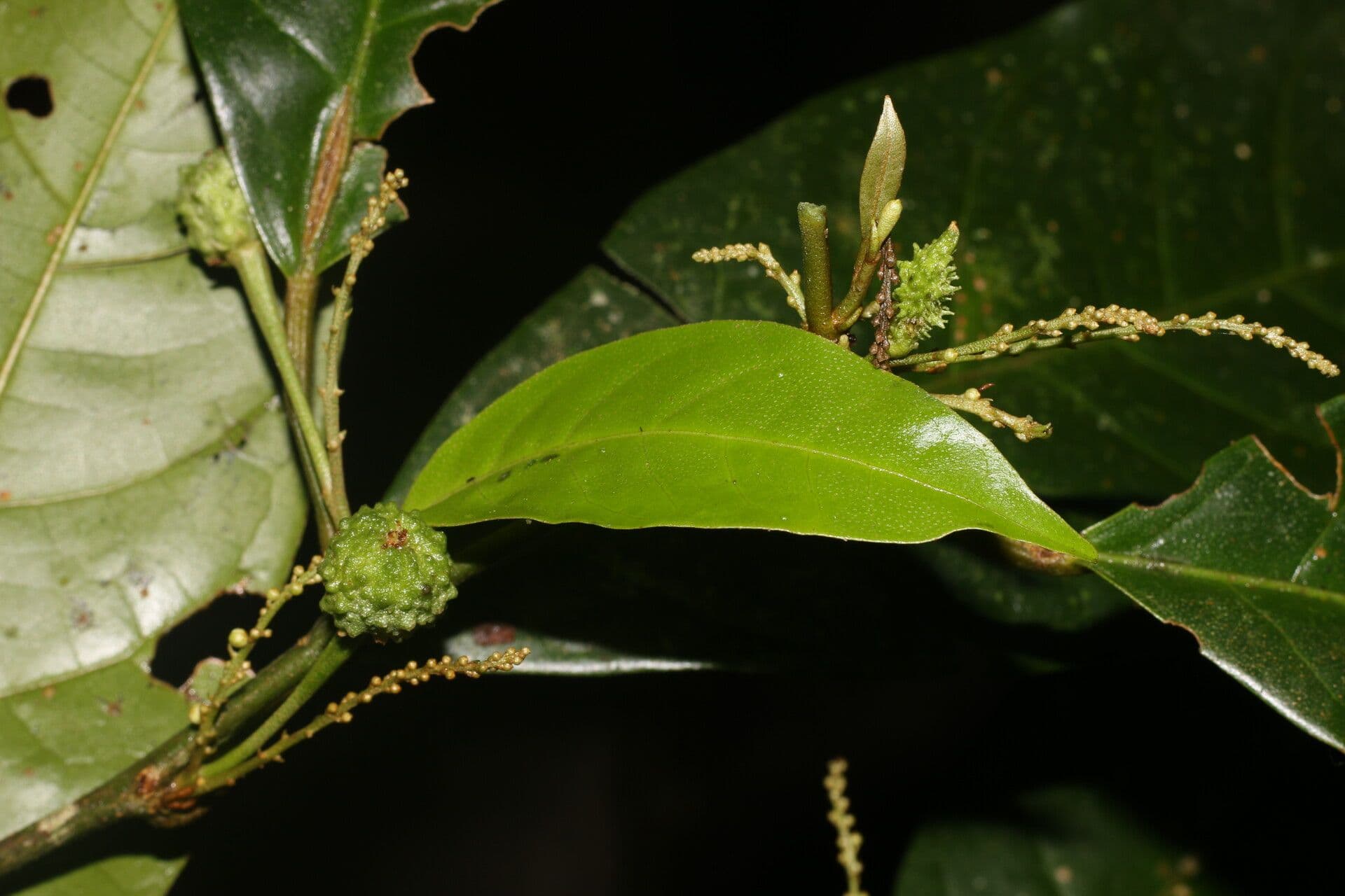 Croton 3