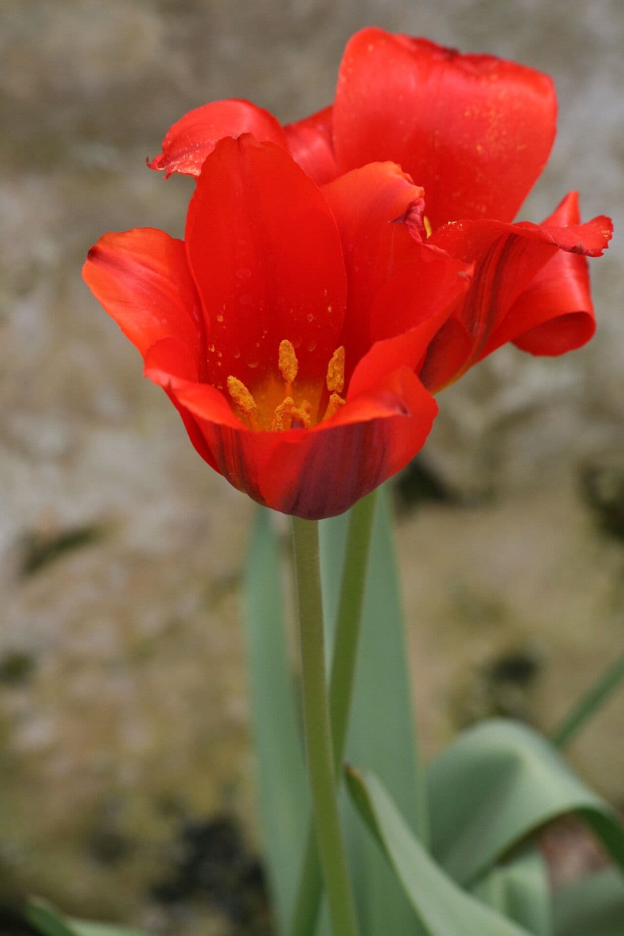 Tulipano 2