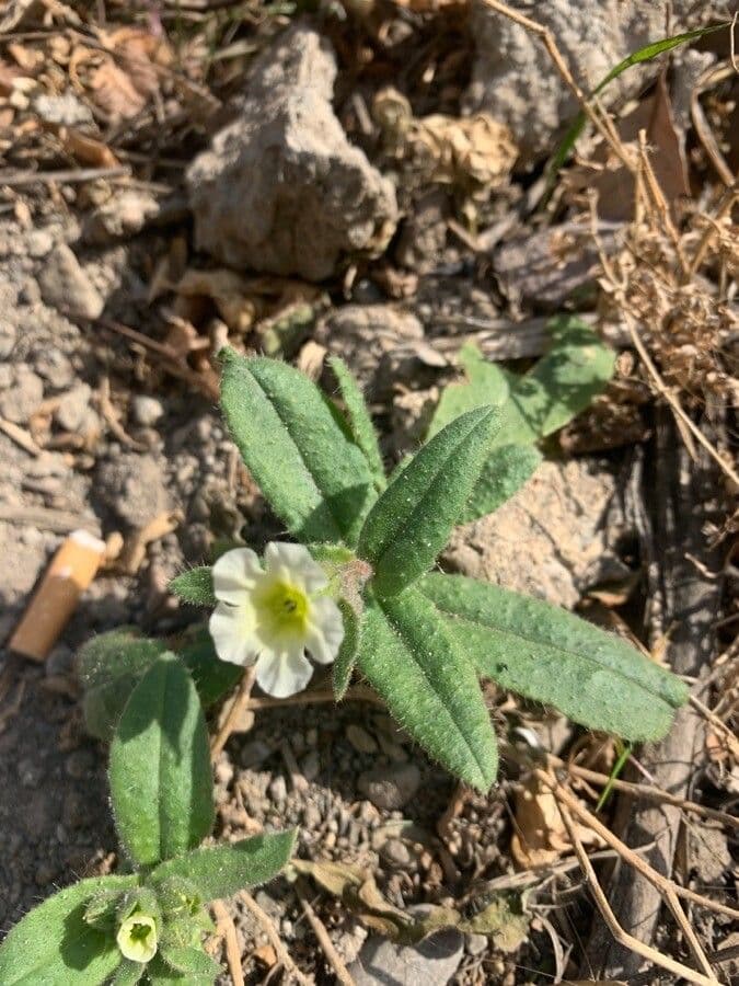 Nonea lutea 4