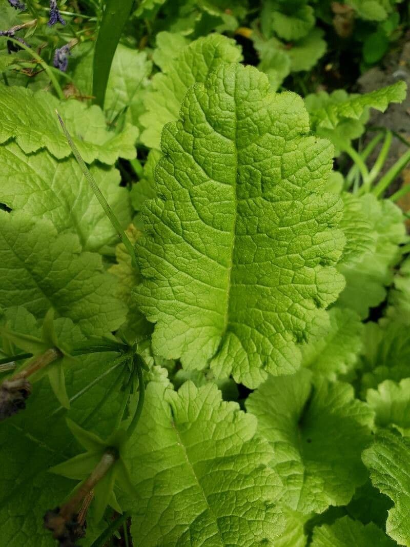 Primula di Siebold 11