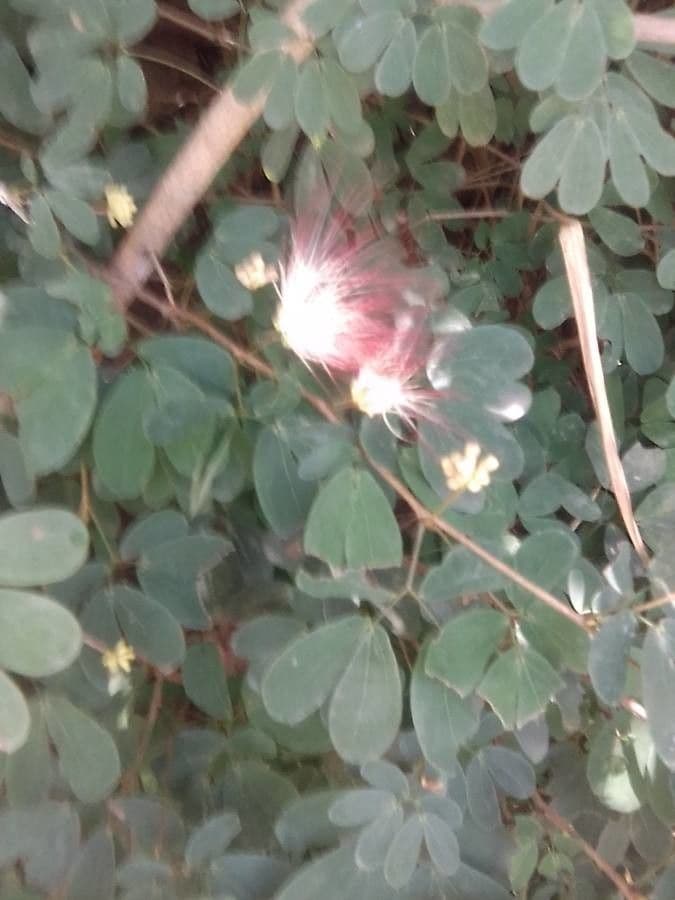 Calliandra 17