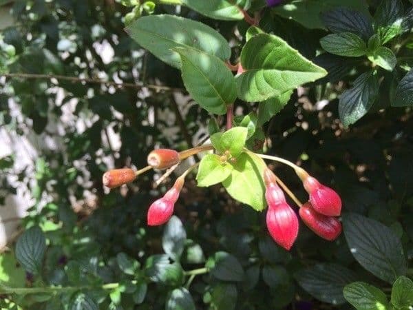 Flor de princesa 26