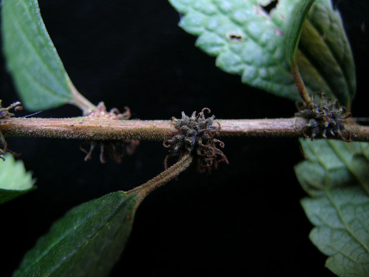 Pouzolzia 4