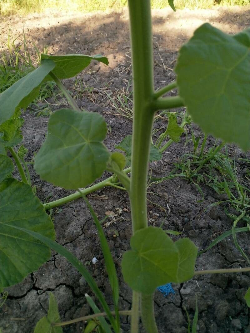 Abutilon di Teofrasto 23