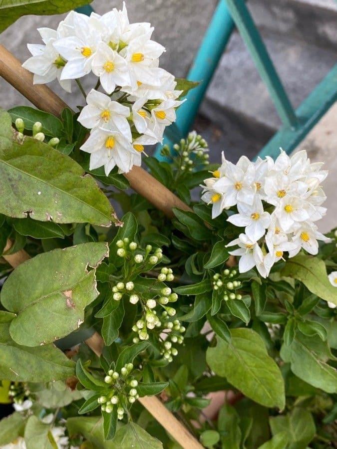 Solanum laxum 29